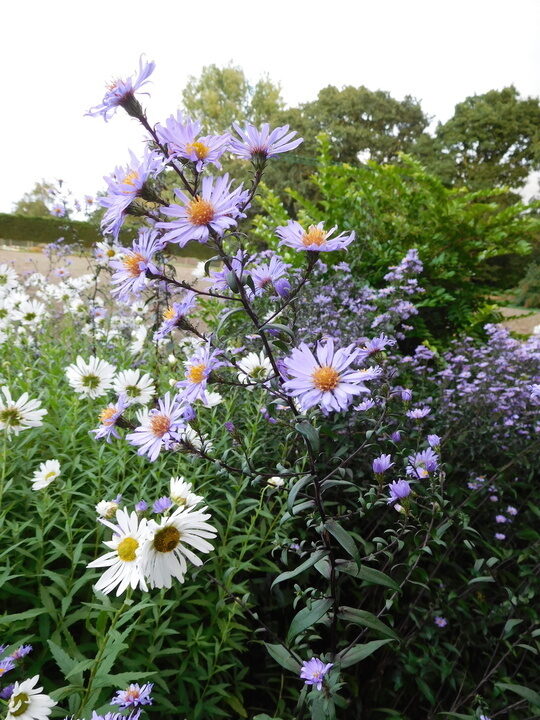 Symphyotrichum laeve Calliope- ziemastere